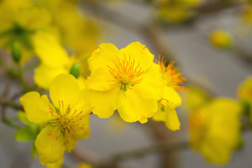 Ochna integerrima, the symbol of Vietnamese lunar new year in south. The golden yellow of the flower means the noble roots of Vietnamese