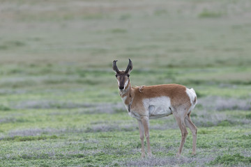 Naklejka na ściany i meble Male Pronghorn Antelope