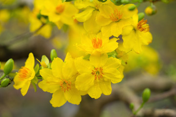 Ochna integerrima, the symbol of Vietnamese lunar new year in south. The golden yellow of the flower means the noble roots of Vietnamese