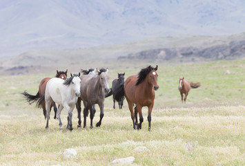 Wild Mustangs in the Great Basin Desert of Utah	