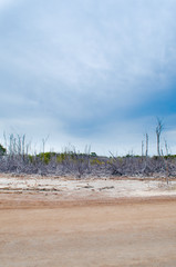 Dry forest landscape