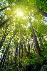Fototapeta premium ein Blick durch die Baumkronen von alten Buchen zur strahlenden Sonne