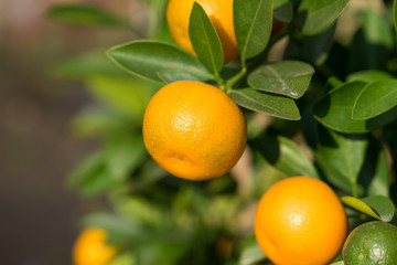 Round kumquat (marumi kumquat) on tree. Marumi kumquat is symbol for wealth and happiness for Vietnamese lunar new year.