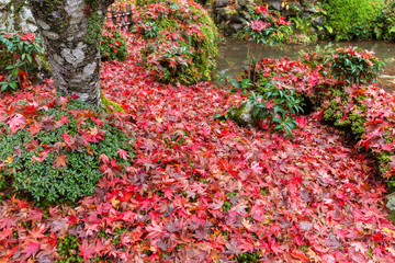 Traditional Japanese garden in autumn season