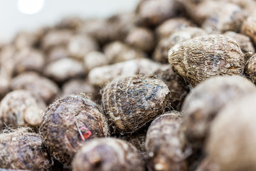Macro closeup of display of hairy taro root in store