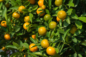 Round kumquat (marumi kumquat) on tree. Marumi kumquat is symbol for wealth and happiness for...