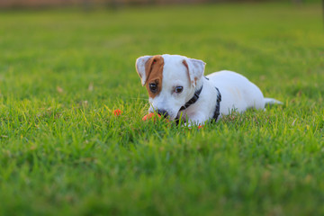 Jack Russell Terrier puppy playing orange ball