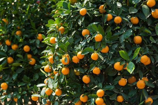 Round kumquat (marumi kumquat) on tree. Marumi kumquat is symbol for wealth and happiness for Vietnamese lunar new year.