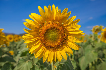 Close up of sunflower