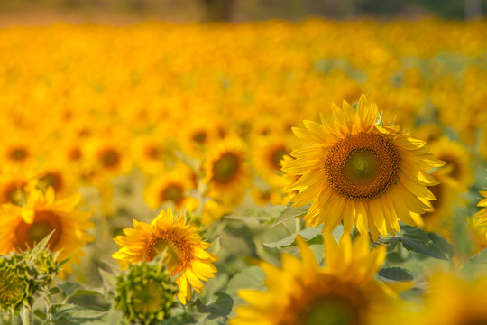 Sunflower and sky