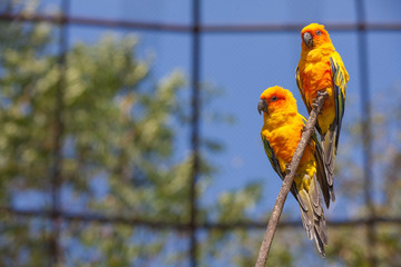 Parrots