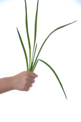 Green stalks of onions in hand