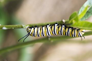 Caterpillars are the larval form of members of the order Lepidop