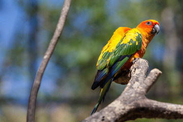 Parrot