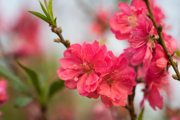 Peach flower on tree. Peach flower is symbol of Vietnamese Lunar New Year - Tet holidays in north of Vietnam