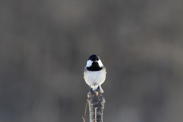 Marsh tit -  frontal portrait