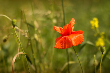 Obraz premium red poppies on the meadow