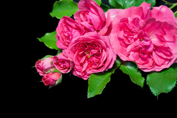pink  roses isolated