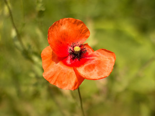 red poppies on the meadow
