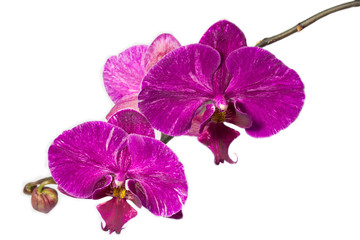 Fototapeta na wymiar orhid flowers