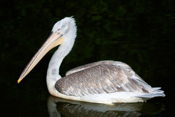 Pelican