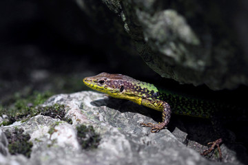 Lizard