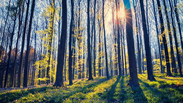 Beautiful landscape with spring forest. Nature background with bluebells. 4k