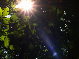 sun shining through the trees in the forest