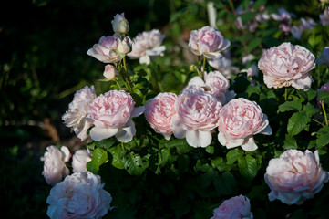 Beautiful rose Sharifa Asma blooming in the garden