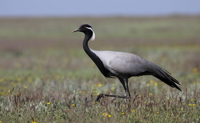 Demoiselle crane