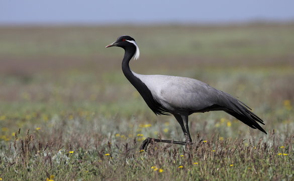 Demoiselle Crane