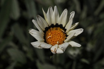 macro white and red flower © agarianna