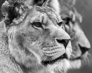 Lioness in black and white (panthera leo)