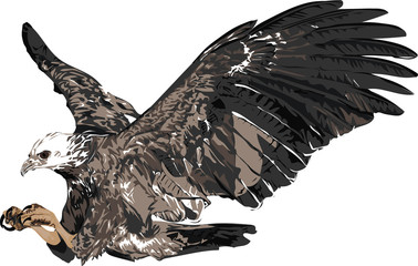 Black-collared Hawk -   Detailed Realistic Illustration of Bird Isolated on white - Bird of Prey  