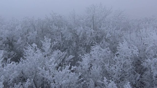 Very cold day in the forest in Hungary