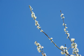 Branches of white plum flowers in spring