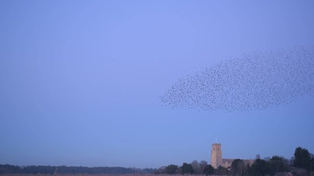 Starlings flock murmuration -  Rare sight of a large flock of Starlings in a stunning murmuration flock captured at sunset over a large reed bed against a Church background