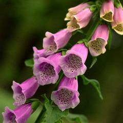 digitalis blooming in the woods © perfidni1