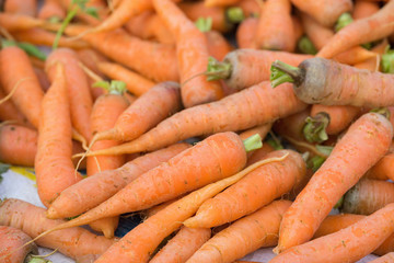 Group of carrots
