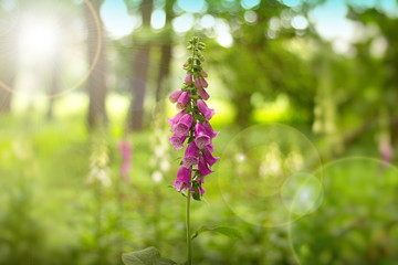 digitalis blooming in the woods