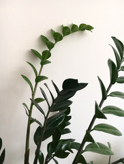 Green plants on the background of a white wall