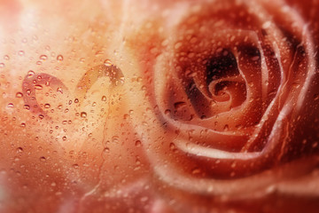 Roses,flower background for Valentine's day.View through the window of rainy day with selective focus and color toned.