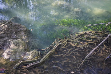 Fototapeta na wymiar The mangrove forest in the emerald swamp, Krabi Thailand
