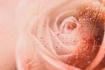 Fototapeta premium Roses,flower background for Valentine's day.View through the window of rainy day with selective focus and color toned.