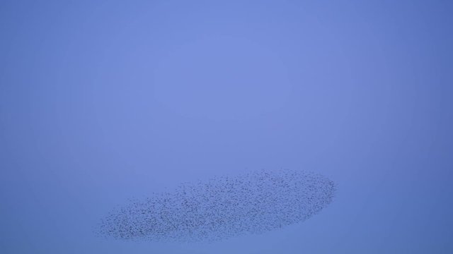 Starlings flock murmuration -  Rare sight of a large flock of Starlings in a stunning murmuration flock captured at sunset 