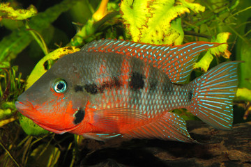 Mexican Fire Mouth (Thorichthys meeki) - male