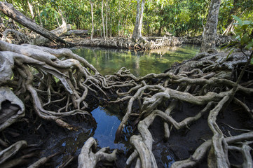 The mangrove forest in the emerald swamp, Krabi Thailand