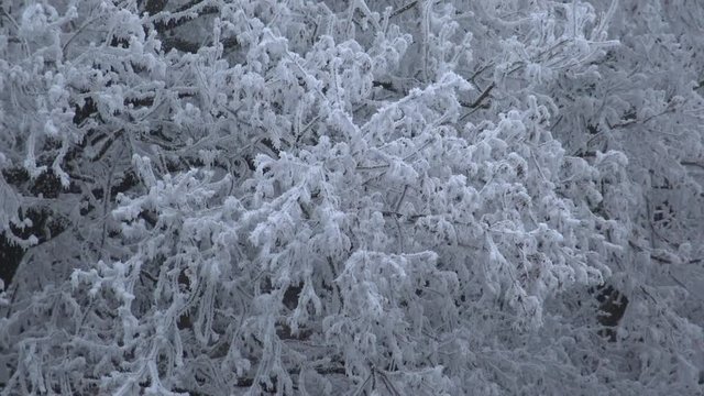 Very cold day in the forest in Hungary