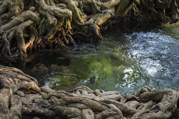 Fototapeta na wymiar The mangrove forest in the emerald swamp, Krabi Thailand