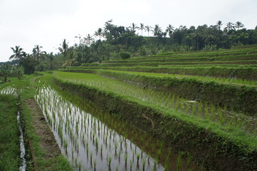 arrozales de Bali